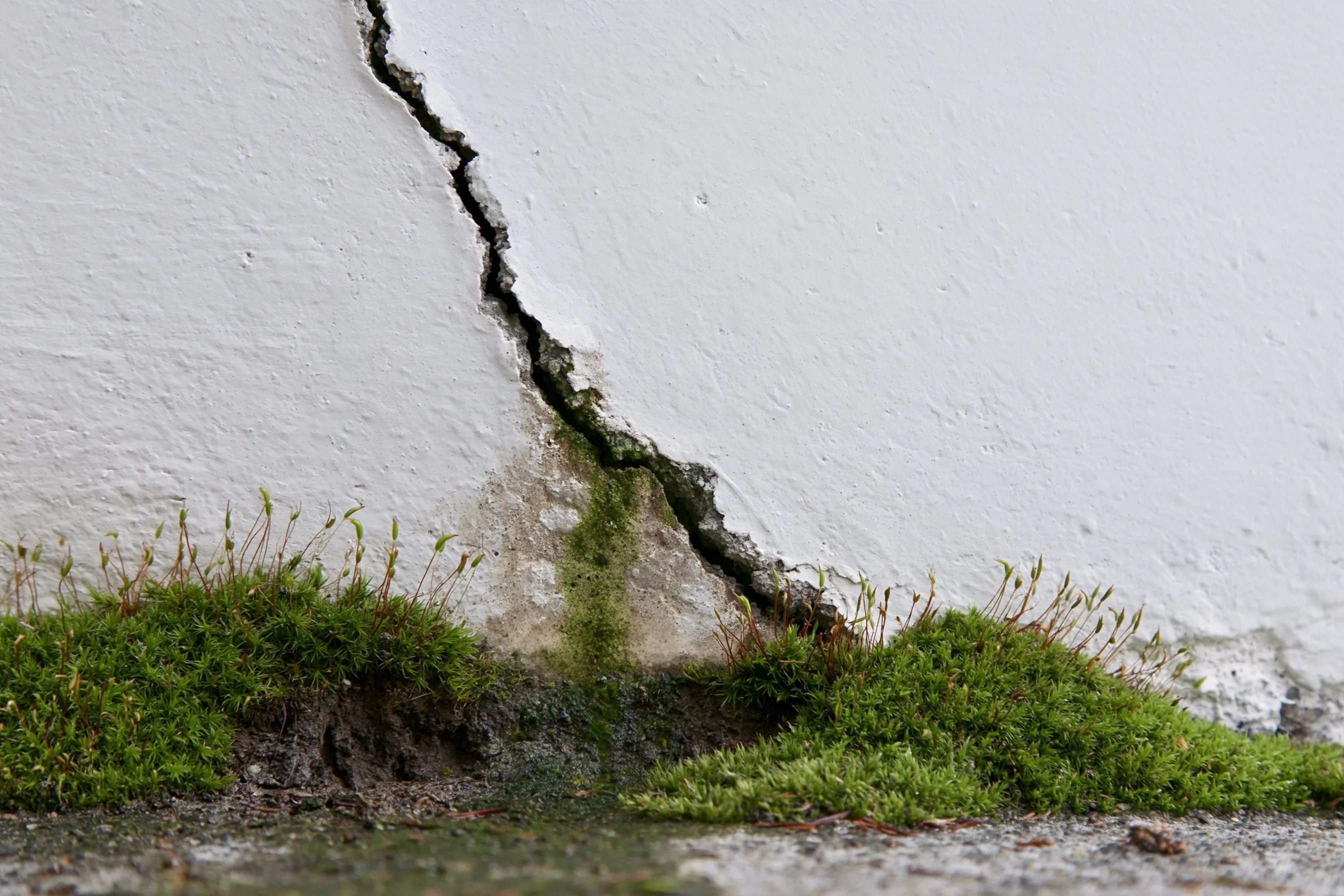Close-up of a diagonal hairline-to-medium crack in a painted poured-concrete foundation wall of a Pacific Northwest house, moss at the soil line and a damp stain below the crack